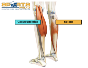 Gastrocnemius & soleus