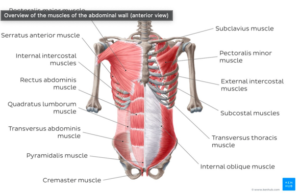 Chest-wall-abd-muscles