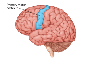 motor-cortex