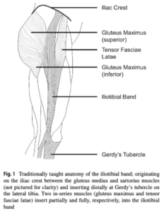 Hip muscles