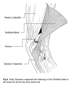 ITB distal attachments 