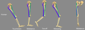 ITB elastic energy when running