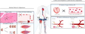 BFR physiological affcts