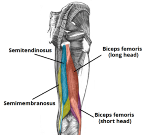 Muscles of the hamstring